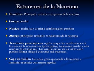 Estructura de la Neurona Dendritas:  Principales unidades receptoras de la neurona Cuerpo celular Núcleo : unidad que contiene la información genética Axones : principales unidades conductoras de la neurona Terminales presinápticos : región en que las ramificaciones de los axones de una neurona (presináptica) transmiten señales a otra neurona (postsináptica). Las ramificaciones de un único axón pueden formar sinapsis con otras mil neuronas. Capa de mielina:  Sustancia grasa que ayuda a los axones a  transmitir mensajes con mayor rapidez. 