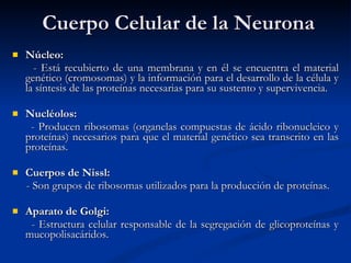 Cuerpo Celular de la Neurona Núcleo: - Está recubierto de una membrana y en él se encuentra el material genético (cromosomas) y la información para el desarrollo de la célula y la síntesis de las proteínas necesarias para su sustento y supervivencia. Nucléolos: - Producen ribosomas (organelas compuestas de ácido ribonucleico y proteínas) necesarios para que el material genético sea transcrito en las proteínas. Cuerpos de Nissl: - Son grupos de ribosomas utilizados para la producción de proteínas. Aparato de Golgi: - Estructura celular responsable de la segregación de glicoproteínas y mucopolisacáridos. 