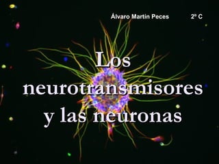 Álvaro Martín Peces   2º C




        Los
neurotransmisores
  y las neuronas
 