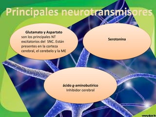 Serotonina
ácido g-aminobutírico
Inhibidor cerebral
Glutamato y Aspartato
son los principales NT
excitatorios del SNC. Están
presentes en la corteza
cerebral, el cerebelo y la ME
 