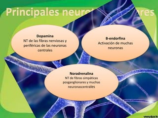 B-endorfina
Activación de muchas
neuronas
Dopamina
NT de las fibras nerviosas y
periféricas de las neuronas
centrales
Noradrenalina
NT de fibras simpáticas
posganglionares y muchas
neuronascentrales
 