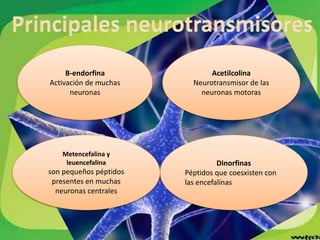 B-endorfina
Activación de muchas
neuronas
Dinorfinas
Péptidos que coesxisten con
las encefalinas
Acetilcolina
Neurotransmisor de las
neuronas motoras
Metencefalina y
leuencefalina
son pequeños péptidos
presentes en muchas
neuronas centrales
 