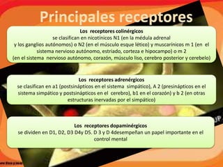 Los receptores colinérgicos
se clasifican en nicotínicos N1 (en la médula adrenal
y los ganglios autónomos) o N2 (en el músculo esque lético) y muscarínicos m 1 (en el
sistema nervioso autónomo, estriado, corteza e hipocampo) o m 2
(en el sistema nervioso autónomo, corazón, músculo liso, cerebro posterior y cerebelo)
Los receptores adrenérgicos
se clasifican en a1 (postsinápticos en el sistema simpático), A 2 (presinápticos en el
sistema simpático y postsinápticos en el cerebro), b1 en el corazón) y b 2 (en otras
estructuras inervadas por el simpático)
Los receptores dopaminérgicos
se dividen en D1, D2, D3 D4y D5. D 3 y D 4desempeñan un papel importante en el
control mental
 