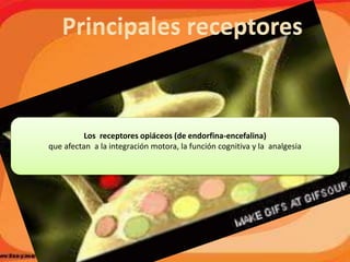 Los receptores opiáceos (de endorfina-encefalina)
que afectan a la integración motora, la función cognitiva y la analgesia
 