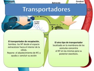 El transportador de recaptación,
bombea los NT desde el espacio
extracelular hacia el interior de la
célula.
Repone el abastecimiento de NT, y
ayuda a concluir su acción
El otro tipo de transportador
localizado en la membrana de las
vesículas concentra
el NT en las mismas para su
posterior exocitosis.
 
