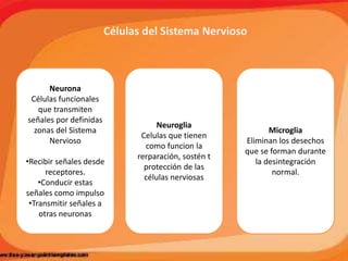 Células del Sistema Nervioso
Neurona
Células funcionales
que transmiten
señales por definidas
zonas del Sistema
Nervioso
•Recibir señales desde
receptores.
•Conducir estas
señales como impulso
•Transmitir señales a
otras neuronas
Neuroglia
Celulas que tienen
como funcion la
rerparación, sostén t
protección de las
células nerviosas
Microglia
Eliminan los desechos
que se forman durante
la desintegración
normal.
 