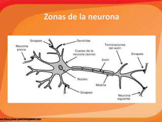 Zonas de la neurona
 