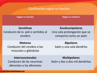 Clasificación según su función
Según su función Según su número
Sensitivas
Conducen de la piel o sentidos al
cerebro
Seudounipolares
Una sola prolongación que se
comporta como un axón
Motoras
Conducen del cerebro a los
músculos u glándulas
Bipolares
Axón y una sola dendrita
Internuncionales
Conducen de las neuronas
aferentes a las eferentes
Multipolares
Axón y dos a dos mil dendritas
 
