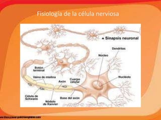Fisiología de la célula nerviosa
 