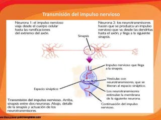 Transmisión del impulso nervioso
 