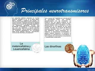 Principales neurotransmisores
 