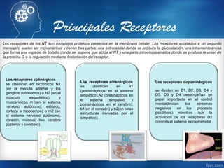 Principales Receptores
Los receptores de los NT son complejos proteicos presentes en la membrana celular. Los receptores acoplados a un segundo
mensajero suelen ser monoméricos y tienen tres partes: una extracelular donde se produce la glucosilación, una intramembranosa
que forma una especie de bolsillo donde se supone que actúa el NT y una parte intracitoplasmática donde se produce la unión de
la proteína G o la regulación mediante fosforilación del receptor.
Los receptores colinérgicos
se clasifican en nicotínicos N1
(en la médula adrenal y los
ganglios autónomos) o N2 (en el
músculo esquelético) y
muscarínicos m1(en el sistema
nervioso autónomo, estriado,
corteza e hipocampo) o m2 (en
el sistema nervioso autónomo,
corazón, músculo liso, cerebro
posterior y cerebelo).
Los receptores adrenérgicos
se clasifican en a1
(postsinápticos en el sistema
simpático),A2 (presinápticos en
el sistema simpático y
postsinápticos en el cerebro),
b1(en el corazón) y b2(en otras
estructuras inervadas por el
simpático).
Los receptores dopaminérgicos
se dividen en D1, D2, D3, D4 y
D5. D3 y D4 desempeñan un
papel importante en el control
mental(limitan los síntomas
negativos en los procesos
psicóticos) mientras que la
activación de los receptores D2
controla el sistema extrapiramidal
 