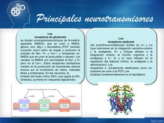 Principales neurotransmisores
Los
receptores de glutamato
se dividen enreceptoresionotropos de N-metil-d-
aspartato (NMDA), que se unen a NMDA,
glicina, cinc, Mg++ y fenciclidina (PCP, también
conocido como polvo de ángel) y producen la
entrada de Na+, K+ y Ca++; y receptores no-
NMDA que se unen al quiscualato y kainato. Los
canales no-NMDA son permeables al Na+ y K+
pero no al Ca++. Estos receptores excitadores
median en la producción de importantes efectos
tóxicos por el incremento de calcio, radicales
libres y proteinasas. En las neuronas, la
síntesis del óxido nítrico (NO), que regula la NO-
sintetasa, aumenta en respuesta alglutamato.
Los
receptores opiáceos
(de endorfina-encefalina)se dividen en m1 y m2
(que intervienen en la integración sensitivo-motora
y la analgesia), D1 y D2(que afectan a la
integración motora, la función cognitiva y la
analgesia) y k1, k2 y k3 (que influyen en la
regulación del balance hídrico, la analgesia y la
alimentación). Los
receptores s, actualmente clasificados como no-
opiáceos se unen a la PCP y se
localizan fundamentalmente en el hipotálamo
 