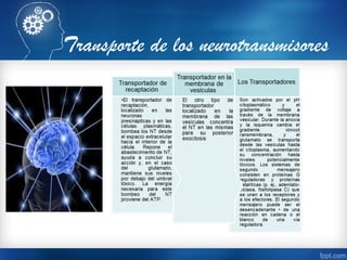Transporte de los neurotransmisores
 