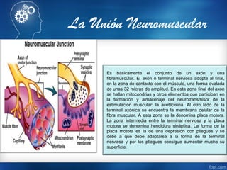 Es básicamente el conjunto de un axón y una
fibramuscular. El axón o terminal nerviosa adopta al final,
en la zona de contacto con el músculo, una forma ovalada
de unas 32 micras de amplitud. En esta zona final del axón
se hallan mitocondrias y otros elementos que participan en
la formación y almacenaje del neurotransmisor de la
estimulación muscular: la acetilcolina. Al otro lado de la
terminal axónica se encuentra la membrana celular de la
fibra muscular. A esta zona se la denomina placa motora.
La zona intermedia entre la terminal nerviosa y la placa
motora se denomina hendidura sináptica. La forma de la
placa motora es la de una depresión con pliegues y se
debe a que debe adaptarse a la forma de la terminal
nerviosa y por los pliegues consigue aumentar mucho su
superficie.
La Unión Neuromuscular
 