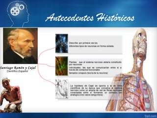 Antecedentes Históricos
Santiago Ramón y Cajal
Científico Español
 