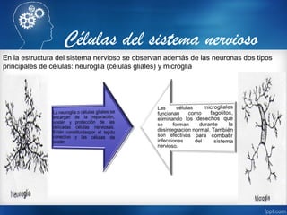Células del sistema nervioso
En la estructura del sistema nervioso se observan además de las neuronas dos tipos
principales de células: neuroglia (células gliales) y microglia
 