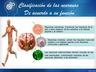 Clasificación de las neuronas
De acuerdo a su función
 