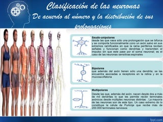 Clasificación de las neuronas
De acuerdo al número y la distribución de sus
prolongaciones
 