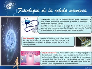 Fisiologia de la celula nerviosa
Impulso nervioso se define como una onda de propagación
de actividad metabólica que puede considerarse como
unfenómeno eléctrico que viaja a lo largo de la membrana
neuronal. Las dendritas y el cuerpo celular de una unidad
nerviosa pueden ser estimulados o excitados por estímulos
débiles, pero no generan un impulso conocido.
Una sinapsis es en realidad el espacio que existe entre
los pies terminales de una axón y las dendritas de una
segunda neurona o la superficie receptora del músculo o
célula glandular
la neurona conduce un impulso de una parte del cuerpo a
otra, están implicados fenómenos químicos y eléctricos. La
conducción eléctrica ocurre
cuando el impulso viaja a lo largo del axon; la transmisión
química esta implicada cuando el impulso se trasmite (“salta”)
al otro lado de la sinapsis, desde una neurona a otra
 