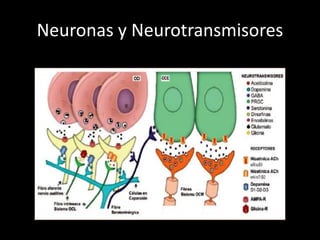 Neuronas y neurotransmisores