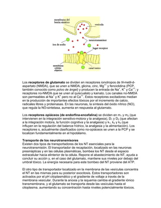 Los receptores de glutamato se dividen en receptores ionotropos de N-metil-d-
aspartato (NMDA), que se unen a NMDA, glicina, cinc, Mg++ y fenciclidina (PCP,
también conocido como polvo de ángel) y producen la entrada de Na+, K+ y Ca++; y
receptores no-NMDA que se unen al quiscualato y kainato. Los canales no-NMDA
son permeables al Na+ y K+ pero no al Ca++. Estos receptores excitadores median
en la producción de importantes efectos tóxicos por el incremento de calcio,
radicales libres y proteinasas. En las neuronas, la síntesis del óxido nítrico (NO),
que regula la NO-sintetasa, aumenta en respuesta al glutamato.

Los receptores opiáceos (de endorfina-encefalina) se dividen en m1 y m2 (que
intervienen en la integración sensitivo-motora y la analgesia), D1 y D2 (que afectan
a la integración motora, la función cognitiva y la analgesia) y k1, k2 y k3 (que
influyen en la regulación del balance hídrico, la analgesia y la alimentación). Los
receptores s, actualmente clasificados como no-opiáceos se unen a la PCP y se
localizan fundamentalmente en el hipotálamo.

Transporte de los neurotransmisores
Existen dos tipos de transportadores de los NT esenciales para la
neurotransmisión. El transportador de recaptación, localizado en las neuronas
presinápticas y en las células plasmáticas, bombea los NT desde el espacio
extracelular hacia elinterior de la célula. Repone el abastecimiento de NT, ayuda a
concluir su acción y, en el caso del glutamato, mantiene sus niveles por debajo del
umbral tóxico. La energía necesaria para este bombeo del NT proviene del ATP.

El otro tipo de transportador localizado en la membrana de las vesículas concentra
el NT en las mismas para su posterior exocitosis. Estos transportadores son
activados por el pH citoplasmático y el gradiente de voltaje a través de la
membrana vesicular. Durante la anoxia y la isquemia cambia el gradiente iónico
transmembrana, y el glutamato se transporta desde las vesículas hasta el
citoplasma, aumentando su concentración hasta niveles potencialmente tóxicos.
 