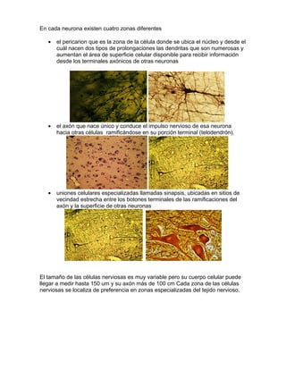 En cada neurona existen cuatro zonas diferentes

   •   el pericarion que es la zona de la célula donde se ubica el núcleo y desde el
       cuál nacen dos tipos de prolongaciones las dendritas que son numerosas y
       aumentan el área de superficie celular disponible para recibir información
       desde los terminales axónicos de otras neuronas




   •   el axón que nace único y conduce el impulso nervioso de esa neurona
       hacia otras células ramificándose en su porción terminal (telodendrón).




   •   uniones celulares especializadas llamadas sinapsis, ubicadas en sitios de
       vecindad estrecha entre los botones terminales de las ramificaciones del
       axón y la superficie de otras neuronas




El tamaño de las células nerviosas es muy variable pero su cuerpo celular puede
llegar a medir hasta 150 um y su axón más de 100 cm Cada zona de las células
nerviosas se localiza de preferencia en zonas especializadas del tejido nervioso.
 
