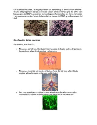 Los cuerpos celulares , la mayor parte de las dendritas y la arborización terminal
de una alta proporción de los axones se ubican en la sustancia gris del SNC y en
los ganglios del SNP.Los axones forman la parte funcional de las fibras nerviosas
y se concentran en los haces de la sustancia blanca del SNC; y en los nervios del
SNP




Clasificacion de las neuronas

De acuerdo a su función:

   •   Neuronas sensitivas. Conducen los impulsos de la piel u otros órganos de
       los sentidos a la médula espinal y al cerebro




   •   Neuronas motoras. Llevan los impulsos fuera del cerebro y la médula
       espinal a los efectores (músculos y glándulas)




   •   Las neuronas internunciales forman vínculos en las vías neuronales,
       conduciendo impulsos de las neuronas aferentes a las eferentes.
 