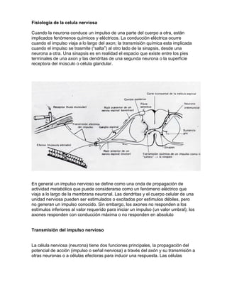 Fisiologia de la celula nerviosa

Cuando la neurona conduce un impulso de una parte del cuerpo a otra, están
implicados fenómenos químicos y eléctricos. La conducción eléctrica ocurre
cuando el impulso viaja a lo largo del axon; la transmisión química esta implicada
cuando el impulso se trasmite (“salta”) al otro lado de la sinapsis, desde una
neurona a otra. Una sinapsis es en realidad el espacio que existe entre los pies
terminales de una axon y las dendritas de una segunda neurona o la superficie
receptora del músculo o célula glandular.




En general un impulso nervioso se define como una onda de propagación de
actividad metabólica que puede considerarse como un fenómeno eléctrico que
viaja a lo largo de la membrana neuronal. Las dendritas y el cuerpo celular de una
unidad nerviosa pueden ser estimulados o excitados por estímulos débiles, pero
no generan un impulso conocido. Sin embargo, los axones no responden a los
estímulos inferiores al valor requerido para iniciar un impulso (un valor umbral), los
axones responden con conducción máxima o no responden en absoluto


Transmisión del impulso nervioso


La célula nerviosa (neurona) tiene dos funciones principales, la propagación del
potencial de acción (impulso o señal nerviosa) a través del axón y su transmisión a
otras neuronas o a células efectoras para inducir una respuesta. Las células
 