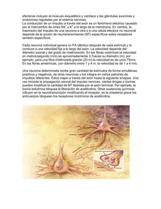 efectoras incluyen el músculo esquelético y cardíaco y las glándulas exocrinas y
endocrinas reguladas por el sistema nervioso.
La conducción de un impulso a través del axón es un fenómeno eléctrico causado
por el intercambio de iones Na+ y K+ a lo largo de la membrana. En cambio, la
trasmisión del impulso de una neurona a otra o a una célula efectora no neuronal
depende de la acción de neurotransmisores (NT) específicos sobre receptores
también específicos.

Cada neurona individual genera un PA idéntico después de cada estímulo y lo
conduce a una velocidad fija a lo largo del axón. La velocidad depende del
diámetro axonal y del grado de mielinización. En las fibras mielínicas la velocidad
en metros/segundo (m/s) es aproximadamente 3,7veces su diámetro (m); por
ejemplo, para una fibra mielinizada grande (20 m) la velocidad es de unos 75m/s.
En las fibras amielínicas, con diámetro entre 1 y 4 m, la velocidad es de 1 a 4 m/s.

Una neurona determinada recibe gran cantidad de estímulos de forma simultánea,
positivos y negativos, de otras neuronas y los integra en varios patrones de
impulsos diferentes. Éstos viajan a través del axón hasta la siguiente sinapsis. Una
vez iniciada la propagación axonal del impulso nervioso, ciertas drogas o toxinas
pueden modificar la cantidad de NT liberada por el axón terminal. Por ejemplo, la
toxina botulínica bloquea la liberación de acetilcolina. Otras sustancias químicas
influyen en la neurotransmisión modificando el receptor; en la miastenia grave los
anticuerpos bloquean los receptores nicotínicos de acetilcolina.
 
