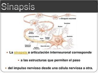  La sinapsis o articulación interneuronal corresponde

         a las estructuras que permiten el paso

 del impulso ne...