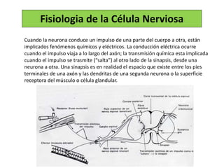 Fisiologia de la Célula Nerviosa
Cuando la neurona conduce un impulso de una parte del cuerpo a otra, están
implicados fenómenos químicos y eléctricos. La conducción eléctrica ocurre
cuando el impulso viaja a lo largo del axón; la transmisión química esta implicada
cuando el impulso se trasmite (“salta”) al otro lado de la sinapsis, desde una
neurona a otra. Una sinapsis es en realidad el espacio que existe entre los pies
terminales de una axón y las dendritas de una segunda neurona o la superficie
receptora del músculo o célula glandular.
 