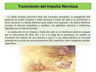 Transmisión del Impulso Nervioso
La célula nerviosa (neurona) tiene dos funciones principales, la propagación del
potencial de acción (impulso o señal nerviosa) a través del axón y su transmisión a
otras neuronas o a células efectoras para inducir una respuesta. Las células efectoras
incluyen el músculo esquelético y cardíaco y las glándulas exocrinas y endocrinas
reguladas por el sistema nervioso.
La conducción de un impulso a través del axón es un fenómeno eléctrico causado
por el intercambio de iones Na+ y K+ a lo largo de la membrana. En cambio, la
trasmisión del impulso de una neurona a otra o a una célula efectora no neuronal
depende de la acción de neurotransmisores (NT) específicos sobre receptores también
específicos.
 