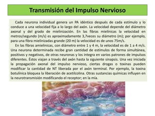 Cada neurona individual genera un PA idéntico después de cada estímulo y lo
conduce a una velocidad fija a lo largo del axón. La velocidad depende del diámetro
axonal y del grado de mielinización. En las fibras mielínicas la velocidad en
metros/segundo (m/s) es aproximadamente 3,7veces su diámetro (m); por ejemplo,
para una fibra mielinizadas grande (20 m) la velocidad es de unos 75m/s.
En las fibras amielinicas, con diámetro entre 1 y 4 m, la velocidad es de 1 a 4 m/s.
Una neurona determinada recibe gran cantidad de estímulos de forma simultánea,
positivos y negativos, de otras neuronas y los integra en varios patrones de impulsos
diferentes. Éstos viajan a través del axón hasta la siguiente sinapsis. Una vez iniciada
la propagación axonal del impulso nervioso, ciertas drogas o toxinas pueden
modificar la cantidad de NT liberada por el axón terminal. Por ejemplo, la toxina
botulínica bloquea la liberación de acetilcolina. Otras sustancias químicas influyen en
la neurotransmisión modificando el receptor; en la mía.
Transmisión del Impulso Nervioso
 
