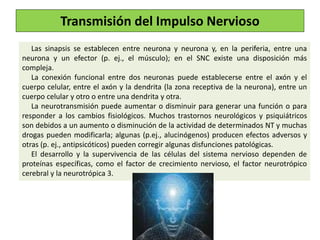 Las sinapsis se establecen entre neurona y neurona y, en la periferia, entre una
neurona y un efector (p. ej., el músculo); en el SNC existe una disposición más
compleja.
La conexión funcional entre dos neuronas puede establecerse entre el axón y el
cuerpo celular, entre el axón y la dendrita (la zona receptiva de la neurona), entre un
cuerpo celular y otro o entre una dendrita y otra.
La neurotransmisión puede aumentar o disminuir para generar una función o para
responder a los cambios fisiológicos. Muchos trastornos neurológicos y psiquiátricos
son debidos a un aumento o disminución de la actividad de determinados NT y muchas
drogas pueden modificarla; algunas (p.ej., alucinógenos) producen efectos adversos y
otras (p. ej., antipsicóticos) pueden corregir algunas disfunciones patológicas.
El desarrollo y la supervivencia de las células del sistema nervioso dependen de
proteínas específicas, como el factor de crecimiento nervioso, el factor neurotrópico
cerebral y la neurotrópica 3.
Transmisión del Impulso Nervioso
 