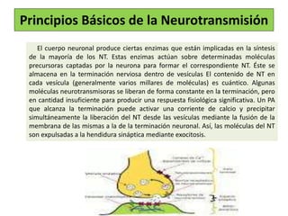 Principios Básicos de la Neurotransmisión
El cuerpo neuronal produce ciertas enzimas que están implicadas en la síntesis
de la mayoría de los NT. Estas enzimas actúan sobre determinadas moléculas
precursoras captadas por la neurona para formar el correspondiente NT. Éste se
almacena en la terminación nerviosa dentro de vesículas El contenido de NT en
cada vesícula (generalmente varios millares de moléculas) es cuántico. Algunas
moléculas neurotransmisoras se liberan de forma constante en la terminación, pero
en cantidad insuficiente para producir una respuesta fisiológica significativa. Un PA
que alcanza la terminación puede activar una corriente de calcio y precipitar
simultáneamente la liberación del NT desde las vesículas mediante la fusión de la
membrana de las mismas a la de la terminación neuronal. Así, las moléculas del NT
son expulsadas a la hendidura sináptica mediante exocitosis.
 