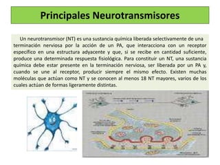 Principales Neurotransmisores
Un neurotransmisor (NT) es una sustancia química liberada selectivamente de una
terminación nerviosa por la acción de un PA, que interacciona con un receptor
específico en una estructura adyacente y que, si se recibe en cantidad suficiente,
produce una determinada respuesta fisiológica. Para constituir un NT, una sustancia
química debe estar presente en la terminación nerviosa, ser liberada por un PA y,
cuando se une al receptor, producir siempre el mismo efecto. Existen muchas
moléculas que actúan como NT y se conocen al menos 18 NT mayores, varios de los
cuales actúan de formas ligeramente distintas.
 
