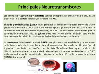 Los aminoácidos glutamato y aspartato son los principales NT excitatorios del SNC. Están
presentes en la corteza cerebral, el cerebelo y la ME.
El ácido g-aminobutírico (GABA) es el principal NT inhibitorio cerebral. Deriva del ácido
glutámico, mediante la decarboxilación realizada por la glutamato descarboxilasa. Tras la
interacción con los receptores específicos, el GABA es recaptado activamente por la
terminación y metabolizado. La glicina tiene una acción similar al GABA pero en las
interneuronas de la ME. Probablemente deriva del metabolismo de la serina.
La serotonina (5-hidroxitriptamina) (5-HT) se origina en el núcleo del rafe y las neuronas
de la línea media de la protuberancia y el mesencéfalo. Deriva de la hidroxilación del
triptófano mediante la acción de la triptófano-hidroxilasa que produce 5-
hidroxitriptófano; éste es descarboxilado, dando lugar a la serotonina. Los niveles de 5-HT
están regulados por la captación de triptófano y por la acción de la monoaminooxidasa
(MAO) intraneuronal.
Principales Neurotransmisores
 