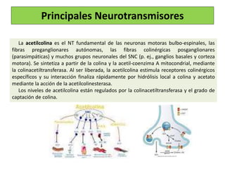La acetilcolina es el NT fundamental de las neuronas motoras bulbo-espinales, las
fibras preganglionares autónomas, las fibras colinérgicas posganglionares
(parasimpáticas) y muchos grupos neuronales del SNC (p. ej., ganglios basales y corteza
motora). Se sintetiza a partir de la colina y la acetil-coenzima A mitocondrial, mediante
la colinacetiltransferasa. Al ser liberada, la acetilcolina estimula receptores colinérgicos
específicos y su interacción finaliza rápidamente por hidrólisis local a colina y acetato
mediante la acción de la acetilcolinesterasa.
Los niveles de acetilcolina están regulados por la colinacetiltransferasa y el grado de
captación de colina.
Principales Neurotransmisores
 