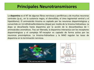 La dopamina es el NT de algunas fibras nerviosas y periféricas y de muchas neuronas
centrales (p.ej., en la sustancia negra, el diencéfalo, el área tegmental ventral y el
hipotálamo). El aminoácido tirosina es captado por las neuronas dopaminérgicas y
convertido en 3,4-dihidroxifenilalanina (dopa) por medio de la tirosina-hidroxilasa. La
dopa se decarboxila hasta dopamina por la acción de la descarboxilasa de l-
aminoácidos aromáticos. Tras ser liberada, la dopamina interactúa con los receptores
dopaminérgicos y el complejo NT-receptor es captado de forma activa por las
neuronas presinápticas. La tirosina-hidroxilasa y la MAO regulan las tasas de
dopamina en la terminación nerviosa.
Principales Neurotransmisores
 