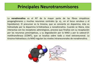 La noradrenalina es el NT de la mayor parte de las fibras simpáticas
posganglionares y muchas neuronas centrales (p. ej., en el locus ceruleus y el
hipotálamo). El precursor es la tirosina, que se convierte en dopamina, ésta es
hidroxilada por la dopamina b-hidroxilasa a noradrenalina. Cuando se libera, ésta
interactúa con los receptores adrenérgicos, proceso que finaliza con su recaptación
por las neuronas presinápticas, y su degradación por la MAO y por la catecol-O-
metiltransferasa (COMT), que se localiza sobre todo a nivel extraneuronal. La
tirosina-hidroxilasa y la MAO regulan los niveles intraneuronales de noradrenalina.
Principales Neurotransmisores
 