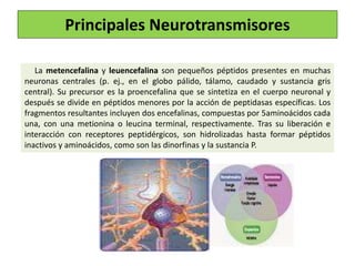 La metencefalina y leuencefalina son pequeños péptidos presentes en muchas
neuronas centrales (p. ej., en el globo pálido, tálamo, caudado y sustancia gris
central). Su precursor es la proencefalina que se sintetiza en el cuerpo neuronal y
después se divide en péptidos menores por la acción de peptidasas específicas. Los
fragmentos resultantes incluyen dos encefalinas, compuestas por 5aminoácidos cada
una, con una metionina o leucina terminal, respectivamente. Tras su liberación e
interacción con receptores peptidérgicos, son hidrolizadas hasta formar péptidos
inactivos y aminoácidos, como son las dinorfinas y la sustancia P.
Principales Neurotransmisores
 