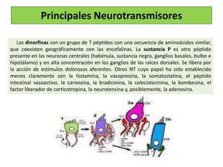 Las dinorfinas son un grupo de 7 péptidos con una secuencia de aminoácidos similar,
que coexisten geográficamente con las encefalinas. La sustancia P es otro péptido
presente en las neuronas centrales (habénula, sustancia negra, ganglios basales, bulbo e
hipotálamo) y en alta concentración en los ganglios de las raíces dorsales. Se libera por
la acción de estímulos dolorosos aferentes. Otros NT cuyo papel ha sido establecido
menos claramente son la histamina, la vasopresina, la somatostatina, el péptido
intestinal vasoactivo, la carnosina, la bradicinina, la colecistocinina, la bombesina, el
factor liberador de corticotropina, la neurotensina y, posiblemente, la adenosina.
Principales Neurotransmisores
 