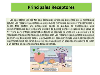 Principales Receptores
Los receptores de los NT son complejos proteicos presentes en la membrana
celular. Los receptores acoplados a un segundo mensajero suelen ser monoméricos y
tienen tres partes: una extracelular donde se produce la glucosilación, una
intramembranosa que forma una especie de bolsillo donde se supone que actúa el
NT y una parte intracitoplasmática donde se produce la unión de la proteína G o la
regulación mediante fosforilación del receptor. Los receptores con canales iónicos son
poliméricos. En algunos casos, la activación del receptor induce una modificación de
la permeabilidad del canal. En otros, la activación de un segundo mensajero da lugar
a un cambio en la conductancia del canal iónico.
 