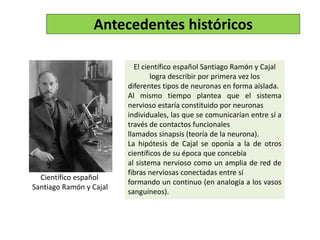 Antecedentes históricos
El científico español Santiago Ramón y Cajal
logra describir por primera vez los
diferentes tipos de neuronas en forma aislada.
Al mismo tiempo plantea que el sistema
nervioso estaría constituido por neuronas
individuales, las que se comunicarían entre sí a
través de contactos funcionales
llamados sinapsis (teoría de la neurona).
La hipótesis de Cajal se oponía a la de otros
científicos de su época que concebía
al sistema nervioso como un amplia de red de
fibras nerviosas conectadas entre sí
formando un continuo (en analogía a los vasos
sanguíneos).
Científico español
Santiago Ramón y Cajal
 