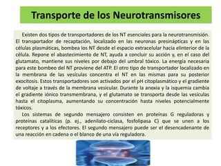 Transporte de los Neurotransmisores
Existen dos tipos de transportadores de los NT esenciales para la neurotransmisión.
El transportador de recaptación, localizado en las neuronas presinápticas y en las
células plasmáticas, bombea los NT desde el espacio extracelular hacia elinterior de la
célula. Repone el abastecimiento de NT, ayuda a concluir su acción y, en el caso del
glutamato, mantiene sus niveles por debajo del umbral tóxico. La energía necesaria
para este bombeo del NT proviene del ATP. El otro tipo de transportador localizado en
la membrana de las vesículas concentra el NT en las mismas para su posterior
exocitosis. Estos transportadores son activados por el pH citoplasmático y el gradiente
de voltaje a través de la membrana vesicular. Durante la anoxia y la isquemia cambia
el gradiente iónico transmembrana, y el glutamato se transporta desde las vesículas
hasta el citoplasma, aumentando su concentración hasta niveles potencialmente
tóxicos.
Los sistemas de segundo mensajero consisten en proteínas G reguladoras y
proteínas catalíticas (p. ej., adenilato-ciclasa, fosfolipasa C) que se unen a los
receptores y a los efectores. El segundo mensajero puede ser el desencadenante de
una reacción en cadena o el blanco de una vía reguladora.
 