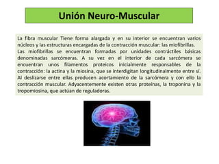 La fibra muscular Tiene forma alargada y en su interior se encuentran varios
núcleos y las estructuras encargadas de la contracción muscular: las miofibrillas.
Las miofibrillas se encuentran formadas por unidades contráctiles básicas
denominadas sarcómeras. A su vez en el interior de cada sarcómera se
encuentran unos filamentos proteicos inicialmente responsables de la
contracción: la actina y la miosina, que se interdigitan longitudinalmente entre sí.
Al deslizarse entre ellas producen acortamiento de la sarcómera y con ello la
contracción muscular. Adyacentemente existen otras proteínas, la troponina y la
tropomiosina, que actúan de reguladoras.
Unión Neuro-Muscular
 