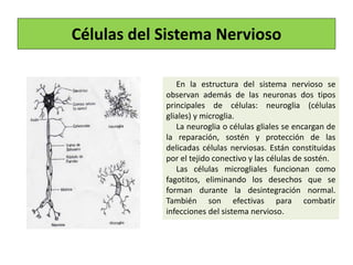 Células del Sistema Nervioso
En la estructura del sistema nervioso se
observan además de las neuronas dos tipos
principales de células: neuroglia (células
gliales) y microglia.
La neuroglia o células gliales se encargan de
la reparación, sostén y protección de las
delicadas células nerviosas. Están constituidas
por el tejido conectivo y las células de sostén.
Las células microgliales funcionan como
fagotitos, eliminando los desechos que se
forman durante la desintegración normal.
También son efectivas para combatir
infecciones del sistema nervioso.
 