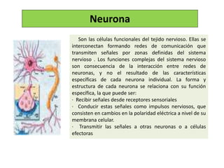 Neurona
Son las células funcionales del tejido nervioso. Ellas se
interconectan formando redes de comunicación que
transmiten señales por zonas definidas del sistema
nervioso . Los funciones complejas del sistema nervioso
son consecuencia de la interacción entre redes de
neuronas, y no el resultado de las características
específicas de cada neurona individual. La forma y
estructura de cada neurona se relaciona con su función
específica, la que puede ser:
· Recibir señales desde receptores sensoriales
· Conducir estas señales como impulsos nerviosos, que
consisten en cambios en la polaridad eléctrica a nivel de su
membrana celular.
· Transmitir las señales a otras neuronas o a células
efectoras
 