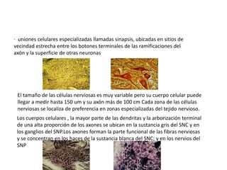 · uniones celulares especializadas llamadas sinapsis, ubicadas en sitios de
vecindad estrecha entre los botones terminales de las ramificaciones del
axón y la superficie de otras neuronas
El tamaño de las células nerviosas es muy variable pero su cuerpo celular puede
llegar a medir hasta 150 um y su axón más de 100 cm Cada zona de las células
nerviosas se localiza de preferencia en zonas especializadas del tejido nervioso.
Los cuerpos celulares , la mayor parte de las dendritas y la arborización terminal
de una alta proporción de los axones se ubican en la sustancia gris del SNC y en
los ganglios del SNP.Los axones forman la parte funcional de las fibras nerviosas
y se concentran en los haces de la sustancia blanca del SNC; y en los nervios del
SNP
 
